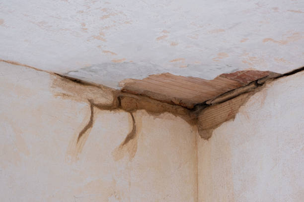 Best Mold removal after water damage  in Steele, AL